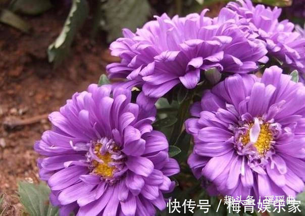 此花绚丽多彩，光彩夺目，让人十分的有安全感，有着相信我的寓意