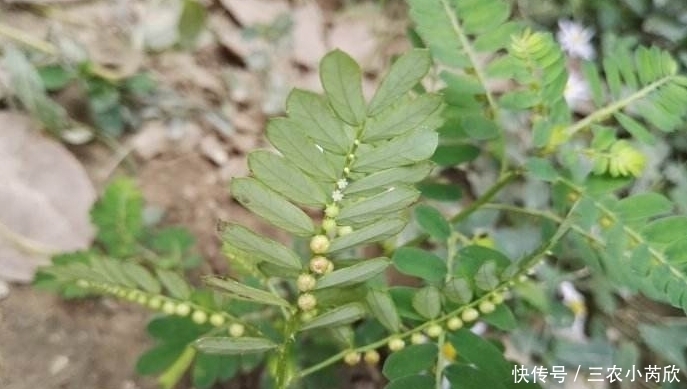  叶下珠|农村此野菜，叶子下挂满“珍珠”，是天然的“乙肝抑制药”，珍惜