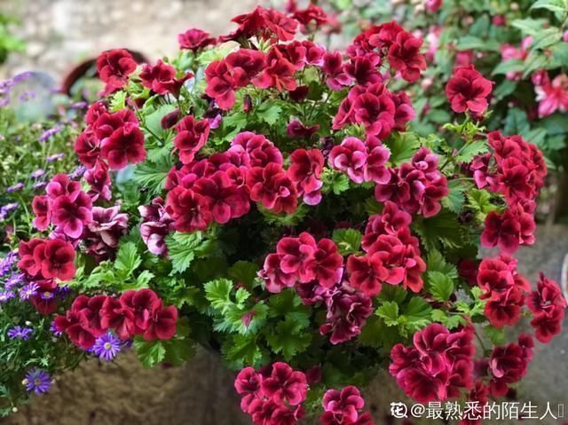 桂花|公认难养的20种花，养一盆死一盆，下次还敢买