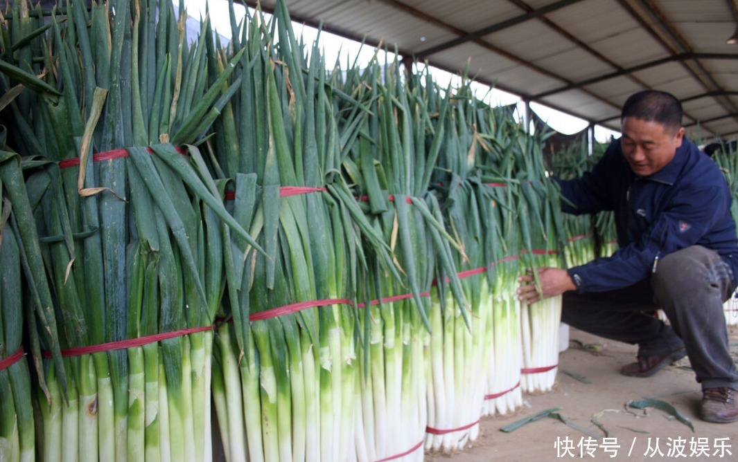 冬天大葱保存有妙招,牢记2个技巧,放一冬都不空心不烂根