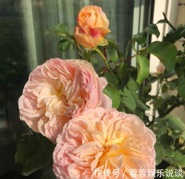 花量|此花貌美,仙气十足,一年开300多天,花量大又好闻,是月季名花