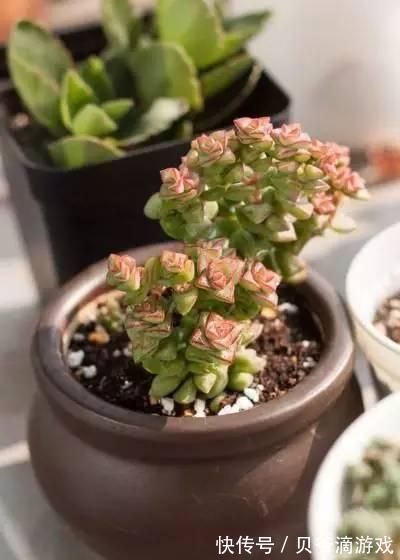 水和光多少是适量,50种常见多肉植物度夏攻略