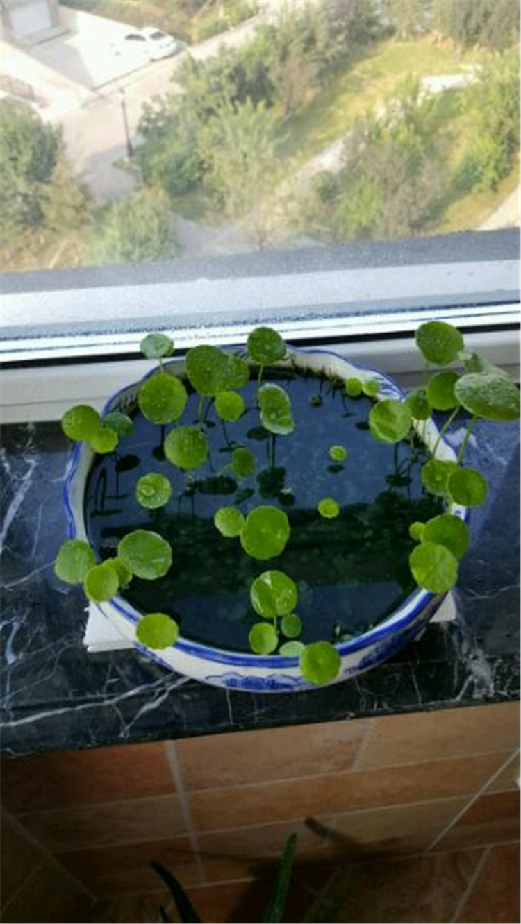 大神用这水养铜钱草,叶片像荷叶一样大,3个月爆盆成瀑布!