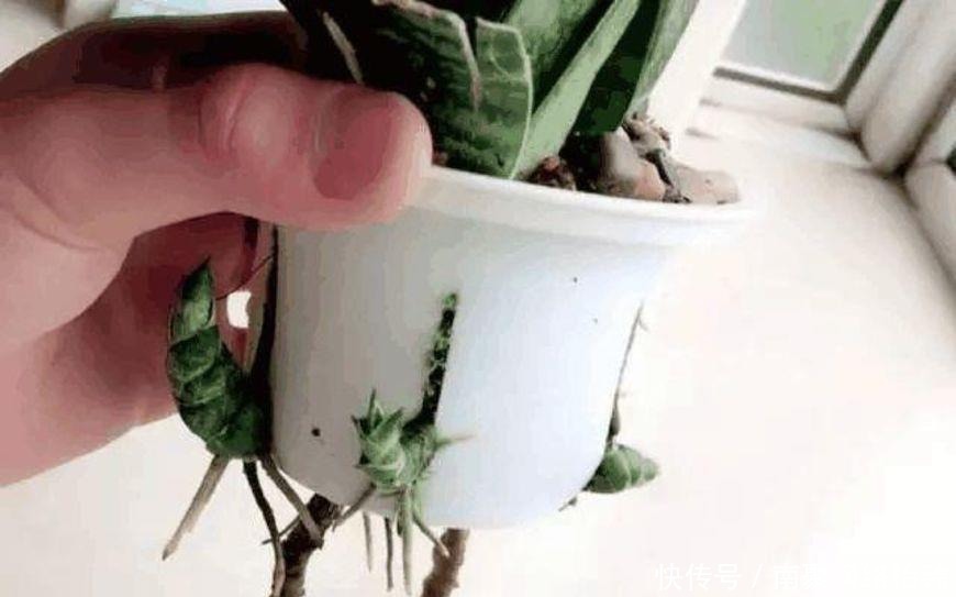 虎皮兰、君子兰、金钱树,用这1种方法,都能养爆盆