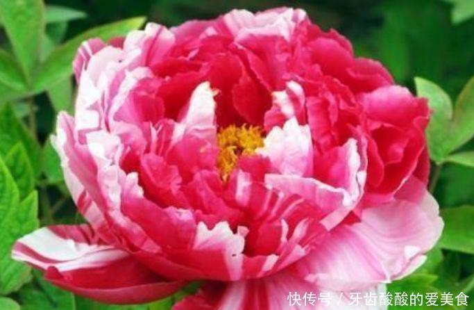 4种花很耐养,沾土就能活,招财纳福好运来,日子越过越红火