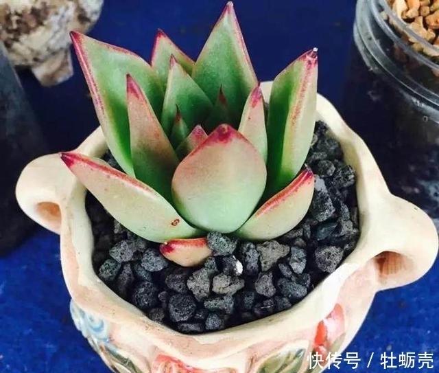兰石|7字秘诀来养多肉,入坑9年多肉植物没徒也没腐