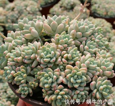 家里养多肉劳尔,了解掌握3个要点,上色美长满盆,变成香香老桩