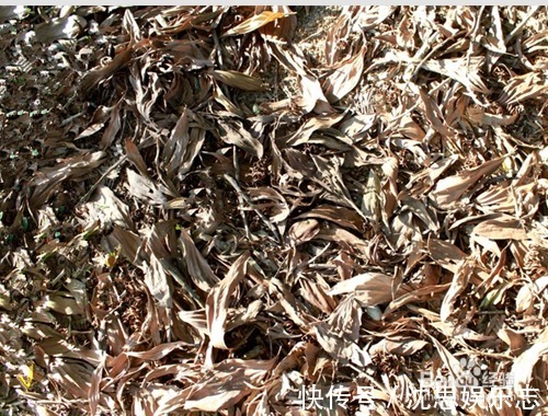 盆地|这几种东西垫盆地，土壤疏松透气，再也不烂根