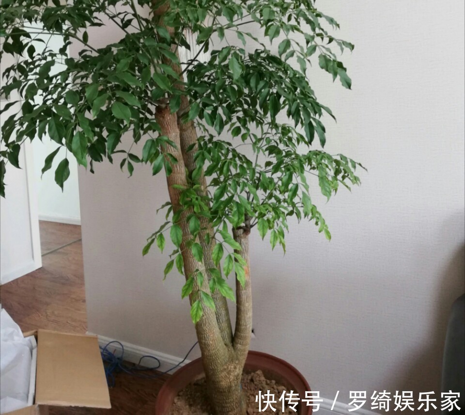 施肥|幸福树深埋好还是浅栽好栽不对的幸福树一点也不幸福