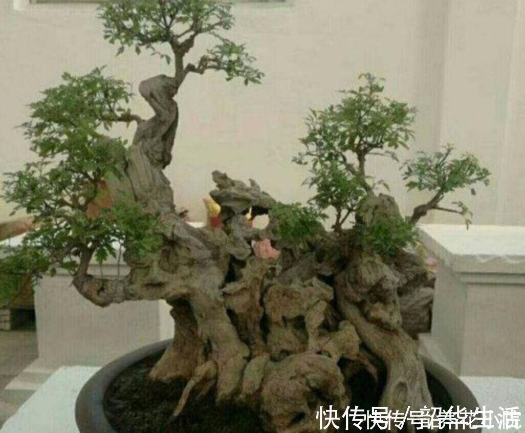 农村随处可见的2种植物，拿来做盆景，苍劲古朴，观赏性强