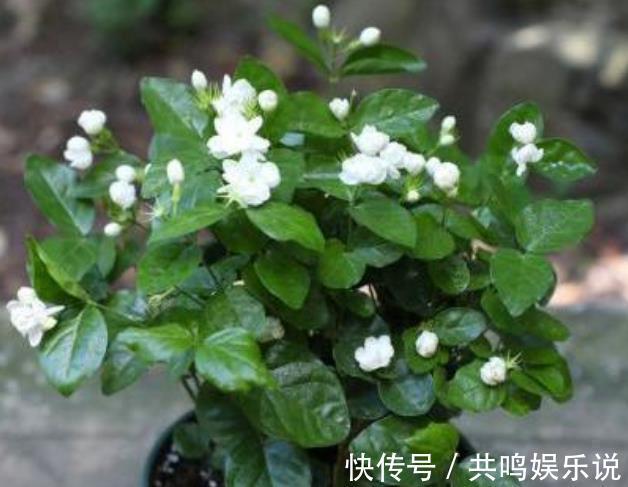 磷酸二氢钾|茉莉花还不开花赶紧做这一步,开花多一倍,满屋飘香