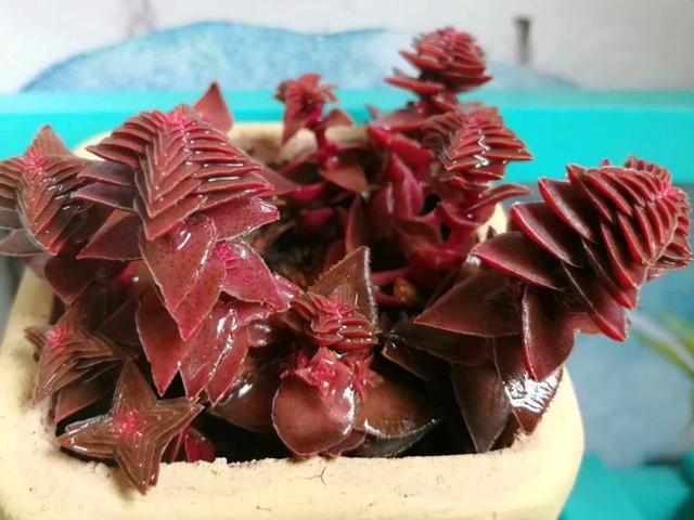 连续阴雨天褪色也不明显的5种多肉，颜色美丽，简单好养