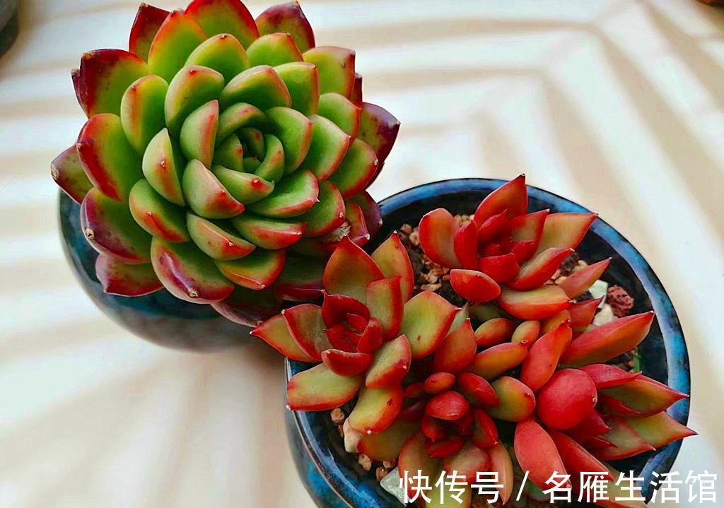 普货|贵多肉不等于好多肉,盲目追求特殊品种,很可能收获空盆