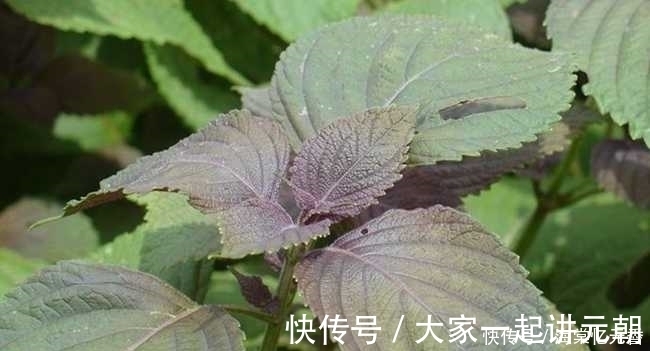 紫苏叶|夏天蛇虫多还容易中暑？别怕，试试农村3种野菜，治蛇咬伤还防暑