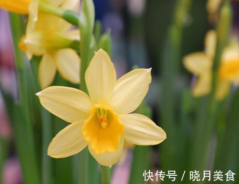 盘点100个极美的古代花卉别名,太美了