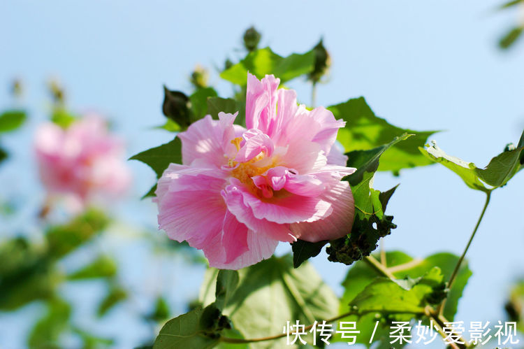 大丽花|养花杀手，试试此几款小花，养在阳台就能四季开花