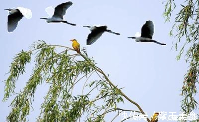 千门万户曈曈日!等闲识得东风面,万紫千红总是春。千古名诗12句请你来评