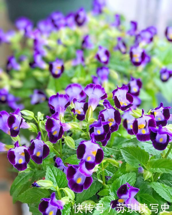 易爆|4种花让人爱不释手,花多易爆盆,花期超半年