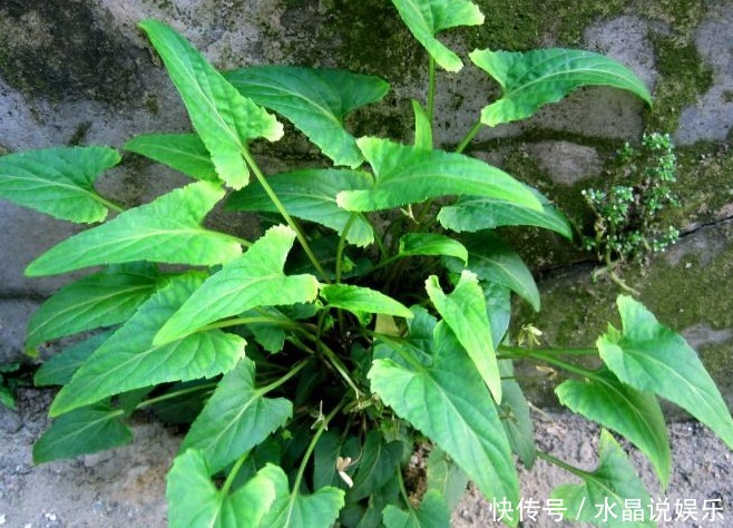 凉血|农村以下常见的野草,能清热解毒,凉血消肿,清肝明目,你认识吗