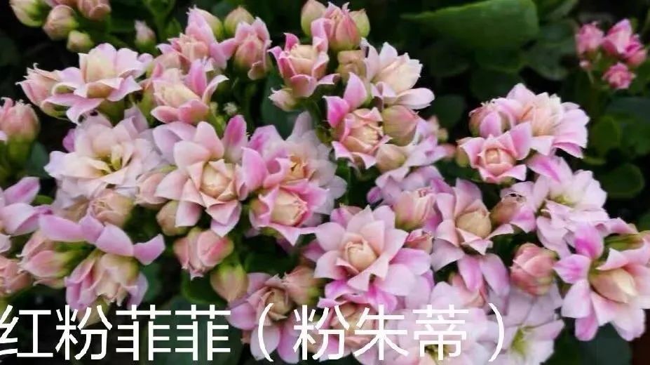 帕罗|45种长寿花，个个都是高颜值，家里养几盆，美得移不开眼