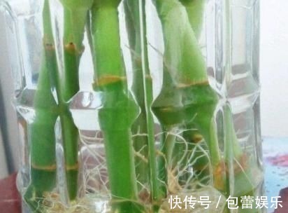富贵竹离不开这种水，加一点，不烂根、不黄叶，家里吉祥富贵