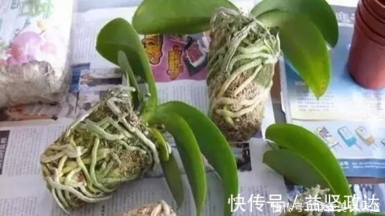 浇水|花卉换盆时,这些没做好,就等于白换了