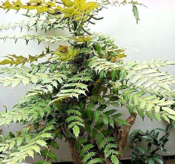 这种“花”对人有“大功劳”,花朵一串串,是小感冒、痢疾大克星