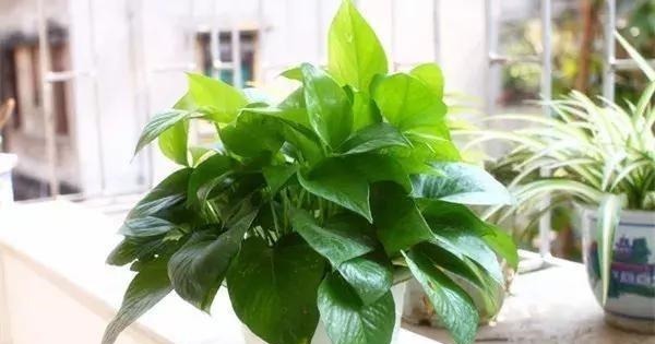 光合作用|绿萝“黄叶”怎么办几毛钱的“大补药”，根枝疯长，窜成小瀑布