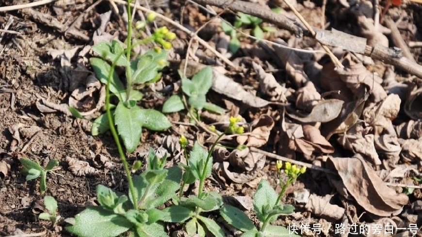 农村这种野草开小花,具有祛痰平喘的功效,很多人见过却不认识!