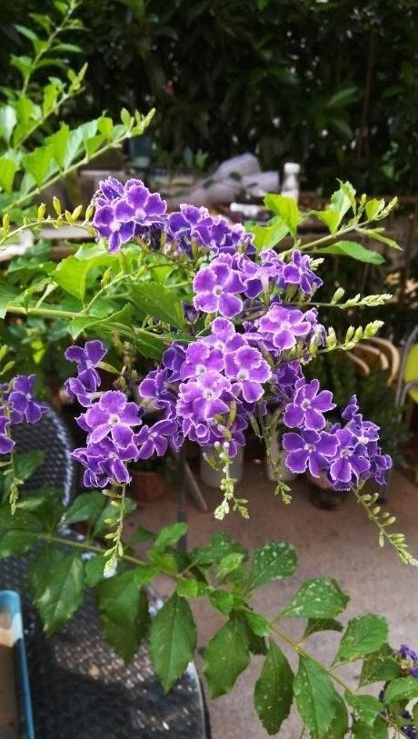 4个养花坏习惯,赶紧改掉,不然花只剩空盆!