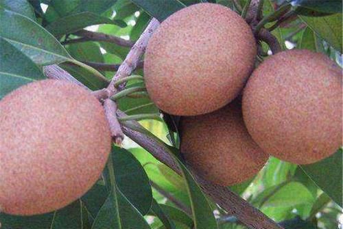 促进身体健康，建议多吃的食物，清心润肺，活血养颜，吃了变年轻