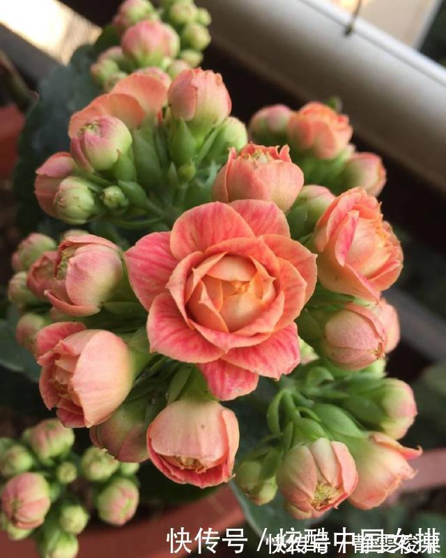 花瓣|长寿花里的“5个经典品种”,各有各的美,看完都想养一盆