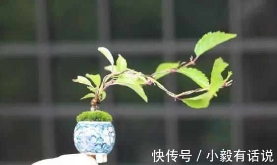 微型盆景越来越受欢迎，这里是它们的“集中营”，都是你想知道的