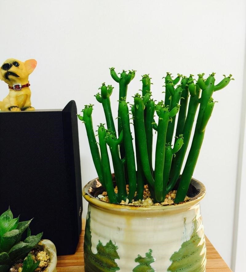 越美的花越有毒,生活诚不欺我!快来认识七种大毒花,避免受伤害