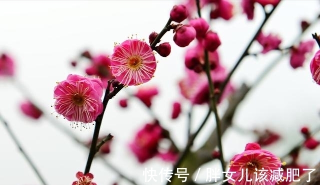 千般苦!岁月把酒与君共,腊梅笑绽待春还