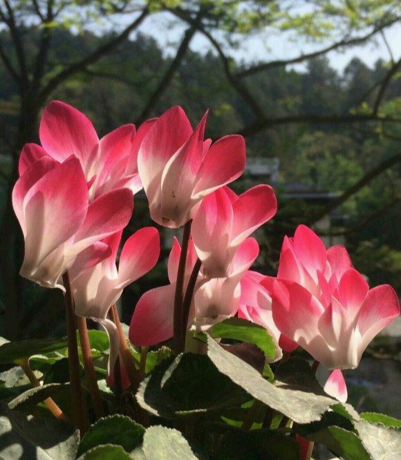 漂亮|4种漂亮花“忒难养”，养花功底薄，年年养不活，买了就后悔