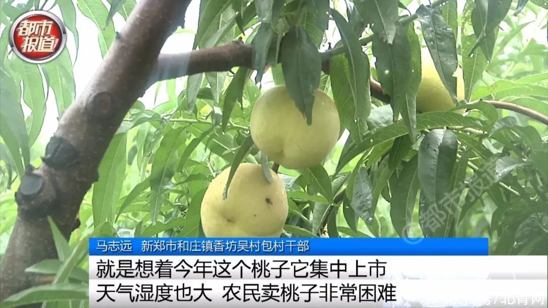 全村|震惊！“唐僧师徒”空降新郑，结果几乎全村的桃都没了