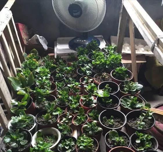 夏天|夏天养长寿花,做4个“要点”,才能安全度夏,天一凉快就开花