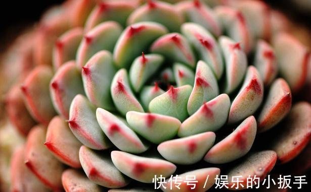 多肉过冬有“5怕”，避开了，零下五度冻不死，还能越冻越美丽