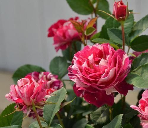 种花|3种花漂亮又好养，花大色艳，埋土里就能活，室内也能种