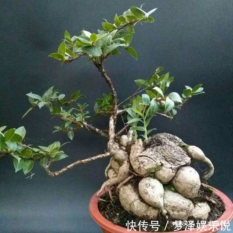 农村一种植物，人称“叶上花”，盆栽很漂亮，跌打损伤，胃疼可用