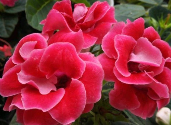 让大岩桐开花多且鲜艳的小秘诀,方法简单,值得收好