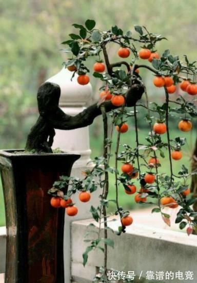 5种富贵花,越养越值钱,家门口养一盆,长成“传家宝”