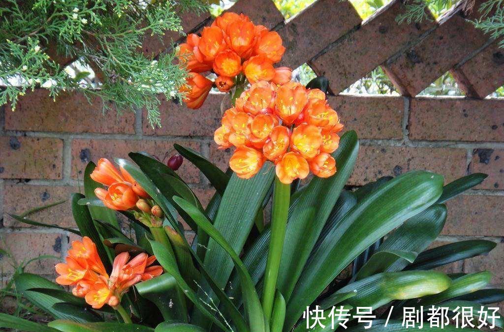 秋天养君子兰,“死记硬背”四大原则,冬天大爆花,花箭拔得多