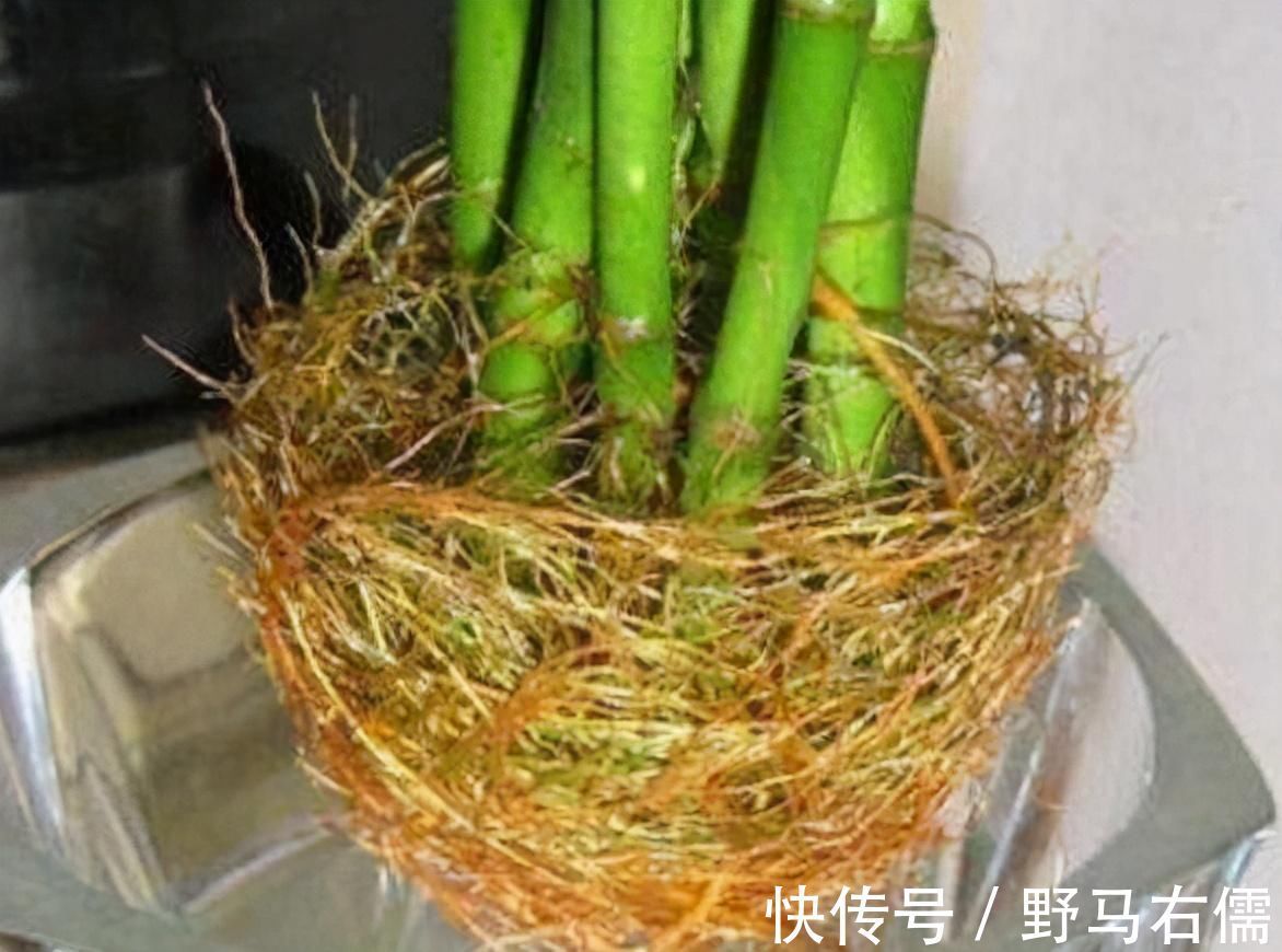 花盆|秋冬天养花,三种水不能拿来浇花,易黄叶烂根,养花人速看