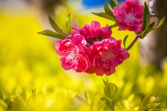 青卿&桃花诗词52首:红粉一枝占尽春，花苞花蕊缀芳心