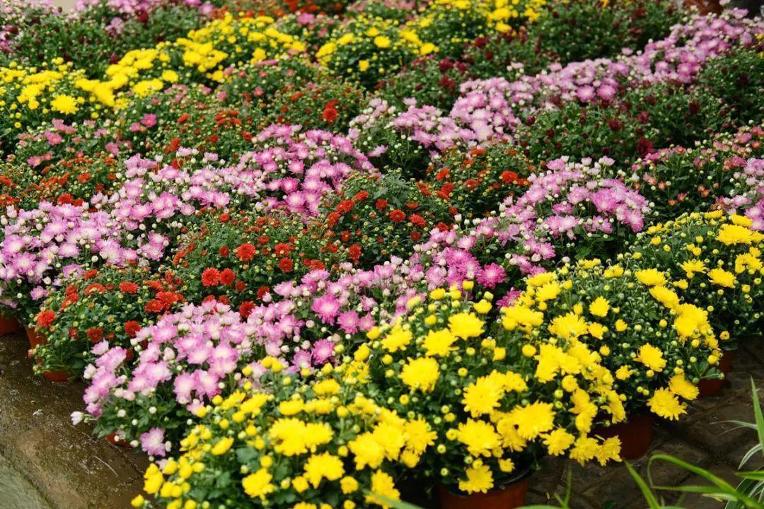 长寿花|9月后就养这些花,比绿萝好养,疯狂开花到明年!