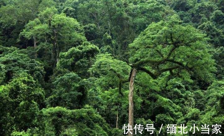 这首诗&王维很经典的1首绝句,如果现在参赛,未必能获奖,你觉得呢?