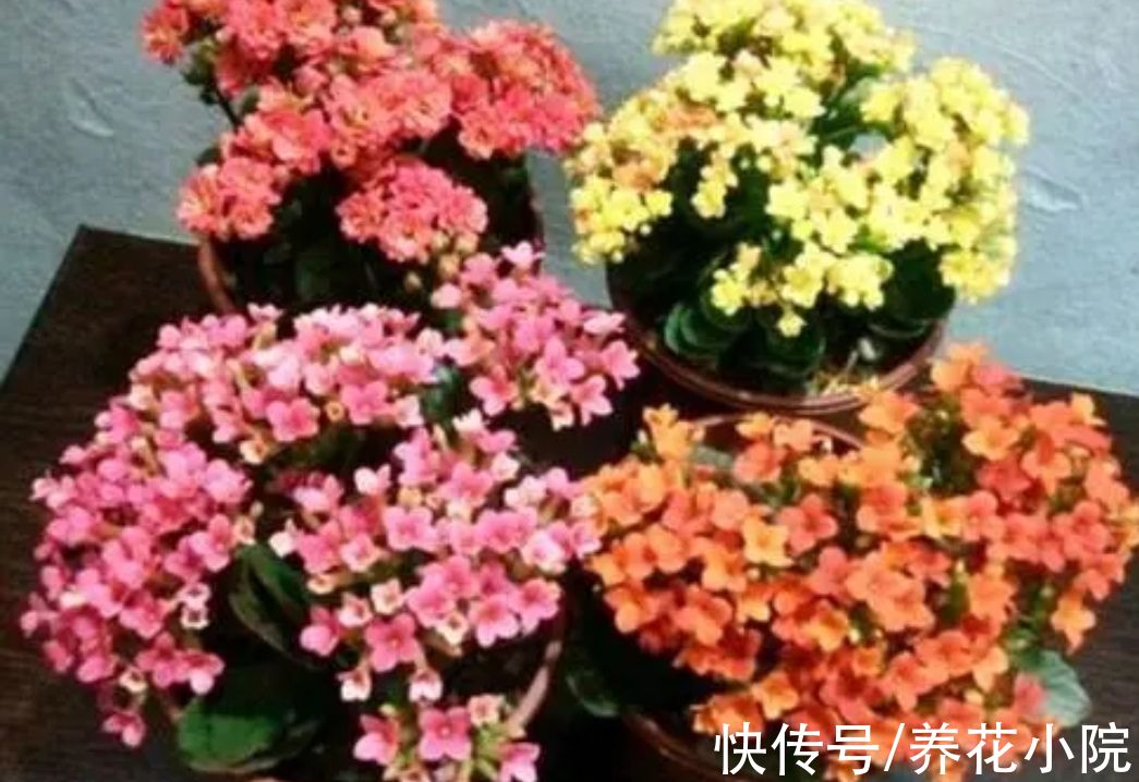 大花团|养长寿花，补上1种“促花肥”，花期开出成大花球