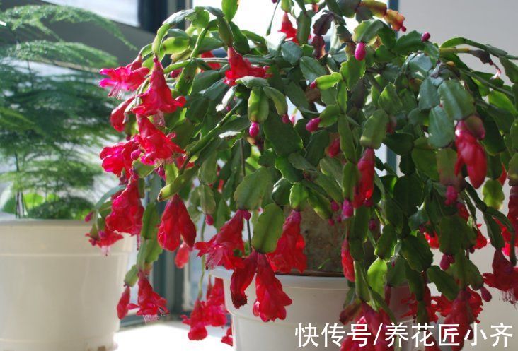 蟹爪兰又软又薄?避开2个“误区”,做1个“动作”,叶厚开花多